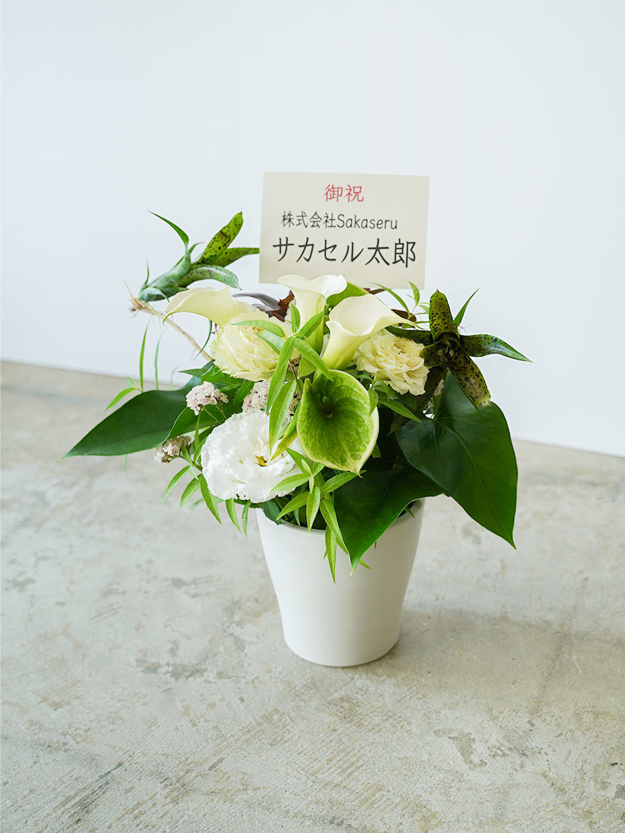 カラーとアンスリウムの生花アレンジ M｜おしゃれな祝い花通販Sakaseru