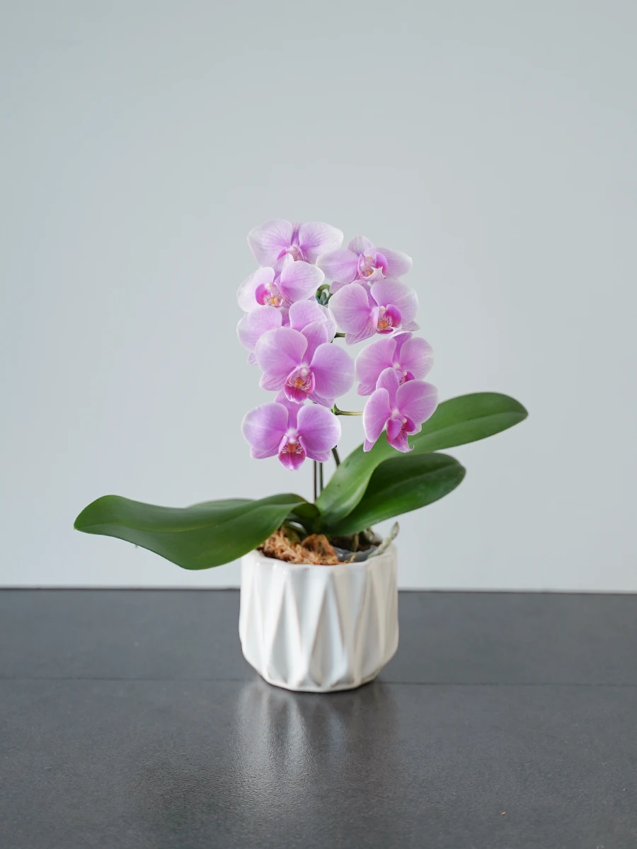 【産地直送】おうち胡蝶蘭 ミディ 1本立ち ピンク
