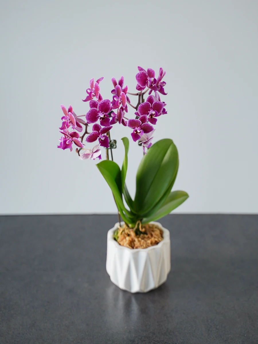 【産地直送】おうち胡蝶蘭 ミディ 2本立ち ピンク