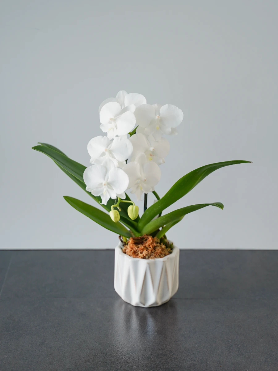 【産地直送】おうち胡蝶蘭 ミディ 1本立ち 白