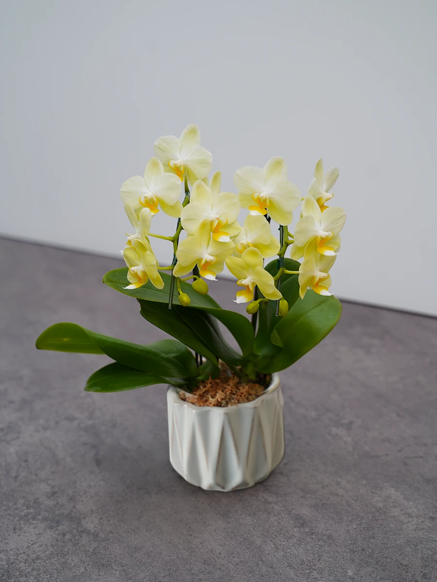 【産地直送】おうち胡蝶蘭 ミディ 2本立ち イエロー