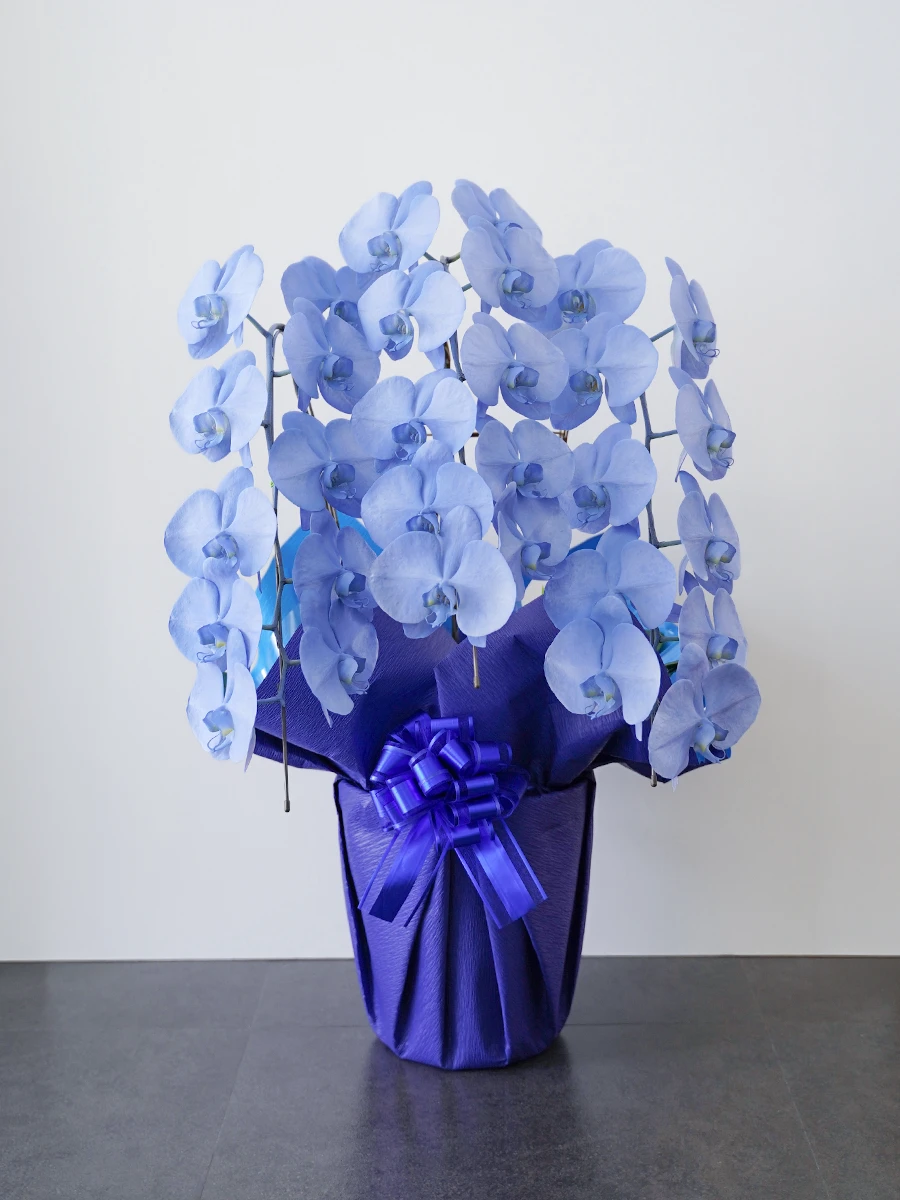 ＼リリース記念価格／【産地直送】胡蝶蘭 MIYABIシリーズ ブルー