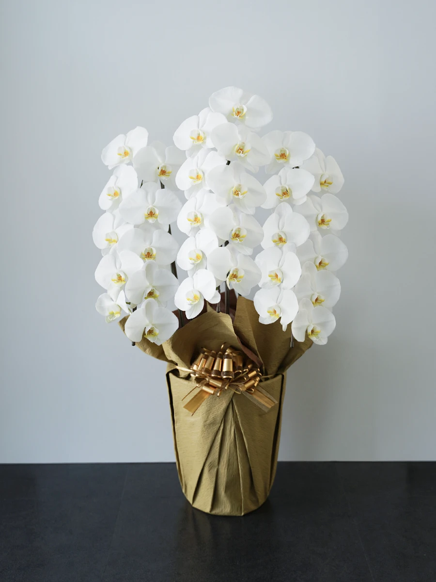 ＼リリース記念価格／【産地直送】胡蝶蘭 大輪 30輪 3本立ち 白