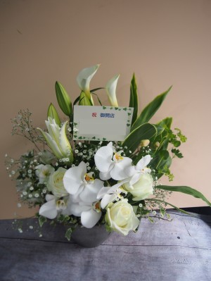 白を基調にお作りした上品な胡蝶蘭祝い花